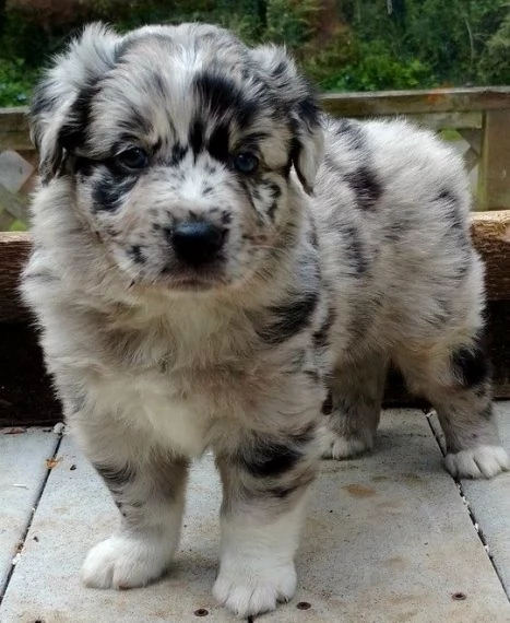  regalo adorabili cuccioli pastore australiano | Foto 0