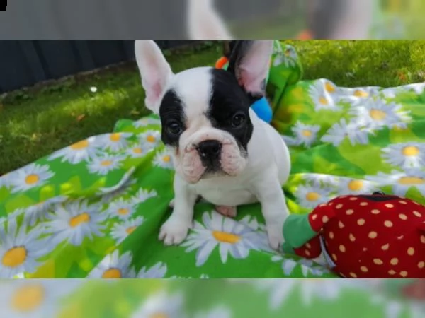 regalo cuccioli di bulldog francese