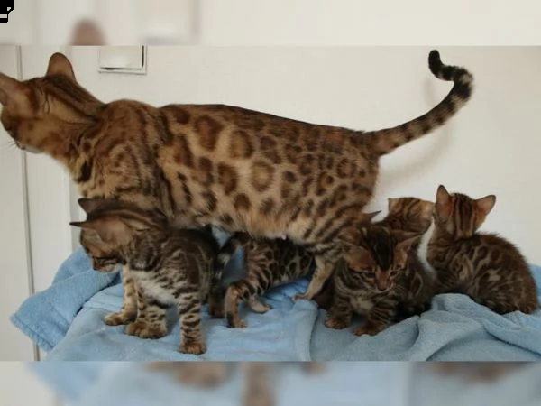 simpatici gattini del bengala disponibili per una nuova casa. | Foto 1