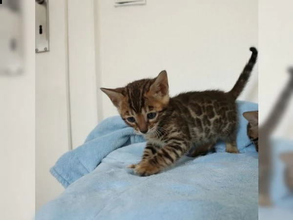 simpatici gattini del bengala disponibili per una nuova casa. | Foto 0