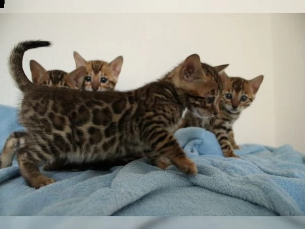 simpatici gattini del bengala disponibili per una nuova casa.