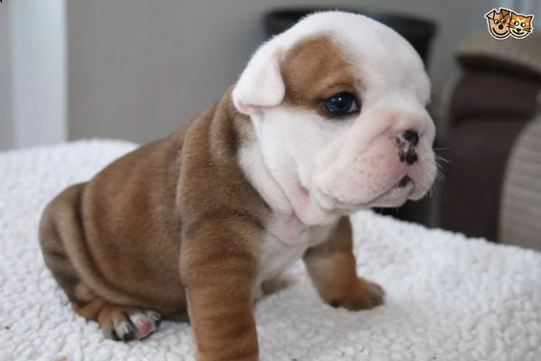regalo bulldog inglese cuccioli disponibili