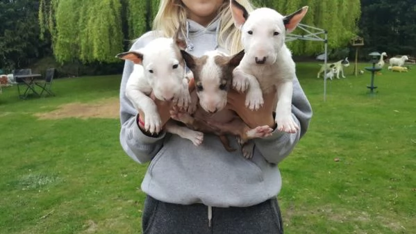  adorabili cuccioli di bull terrier in regalo