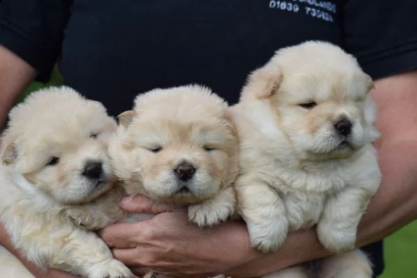  adorabili cuccioli di chow chow in regalo