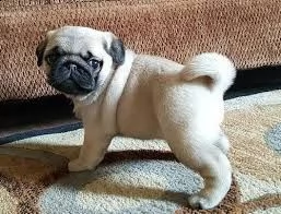 regalo cuccioli di carlino