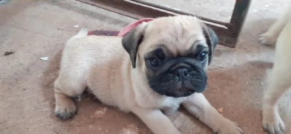 regalo cuccioli di carlino | Foto 1