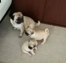 regalo cuccioli di carlino | Foto 0