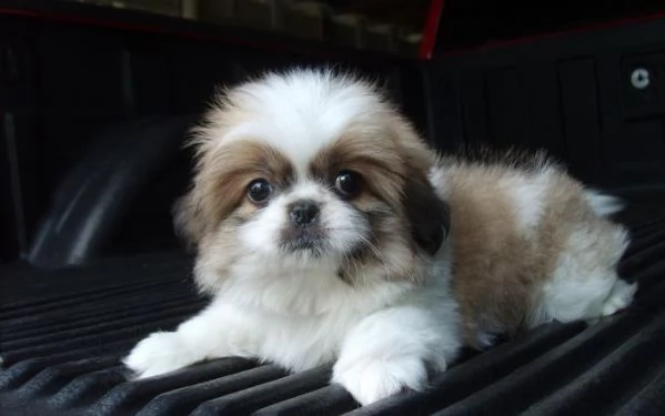 regalo shih tzu cuccioli disponibile per l'adozione