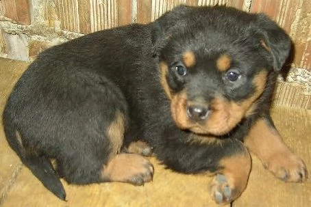 cuccioli di rottweiler . abbiamo un maschio e due femmine