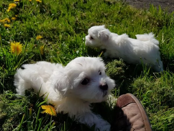 bolognese piccola taglia | Foto 3