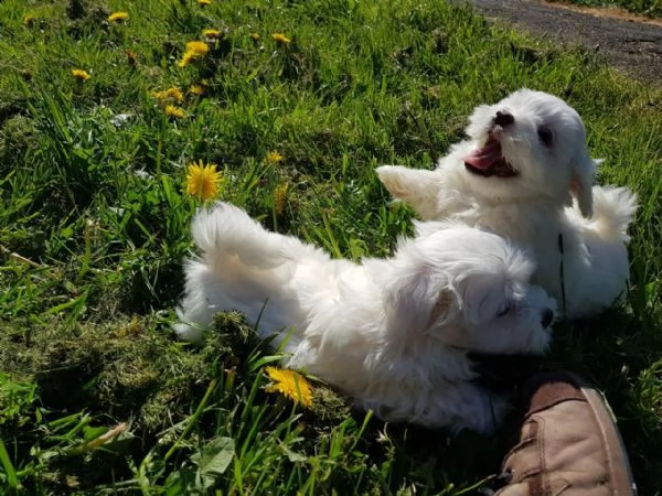 bolognese piccola taglia | Foto 2