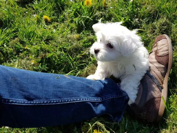 bolognese piccola taglia