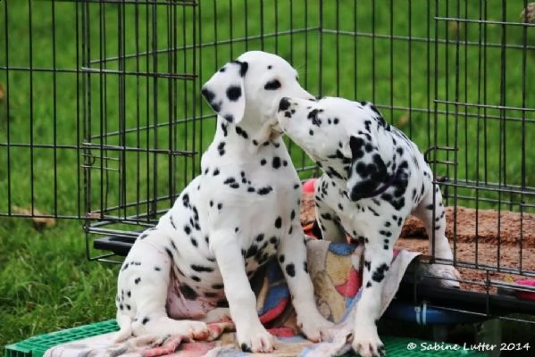 cuccioli dalmata con pedigree