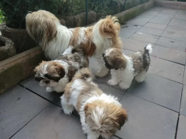 shih-tzu splendidi cuccioli con pedigrée | Foto 1