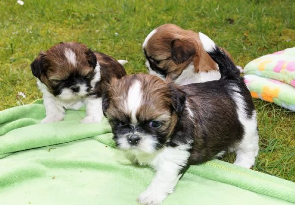 shih-tzu splendidi cuccioli con pedigrée | Foto 0