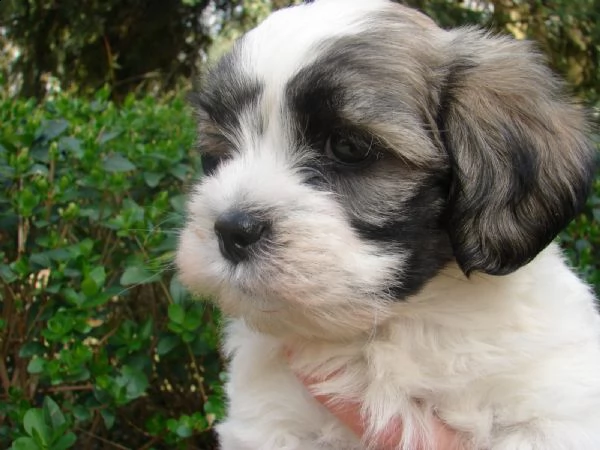shih-tzu splendidi cuccioli con pedigrée