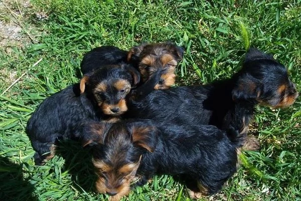 cuccioli yorkshire terrier cuccioli