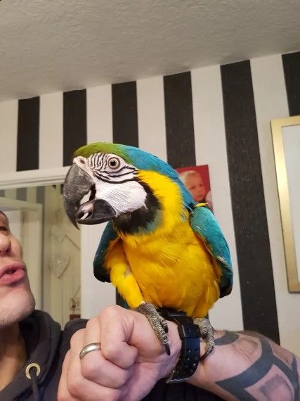 regalo pappagalli ara in cerca di nuove case