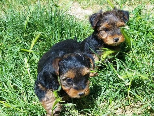 ciao ho 2 cuccioli di yorkshire femmina e uno maschio. 