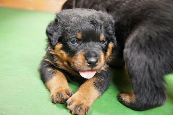 vendo cucioli rottweiler