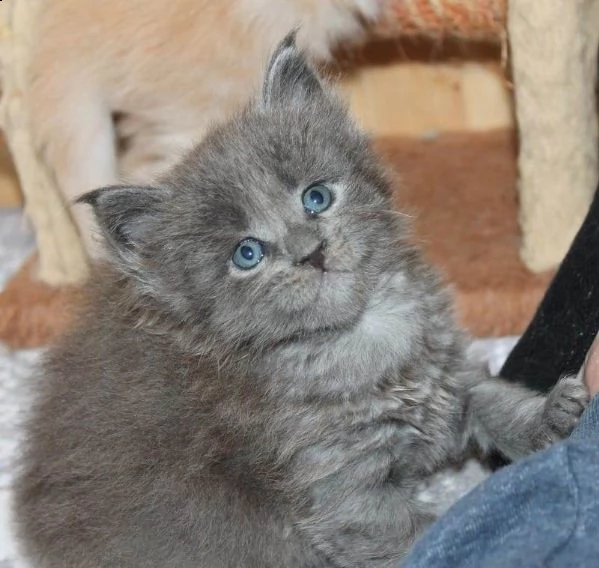 disponibili cuccioli di maine coon con pedigree | Foto 0