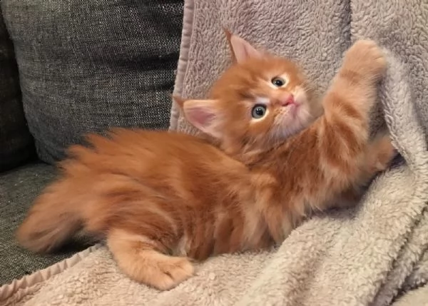 disponibili cuccioli di maine coon con pedigree