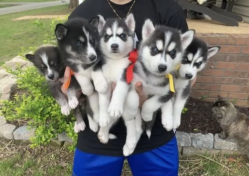adorabili cuccioli di pomsky e huskies abbiamo