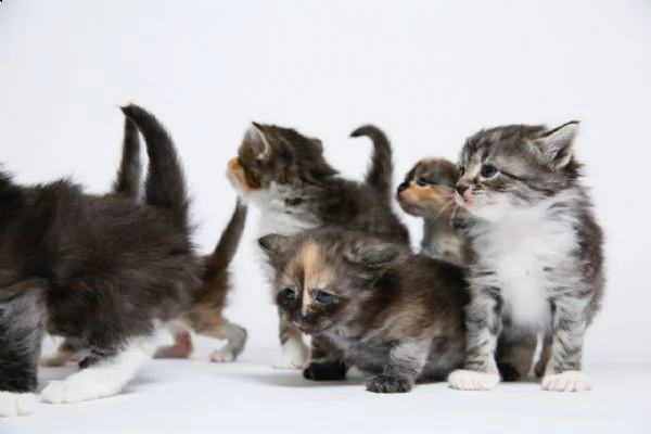 gatti norvegesi delle foreste | Foto 0