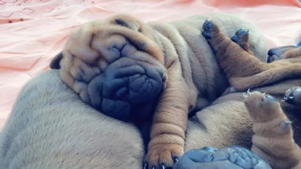 sharpei cuccioli