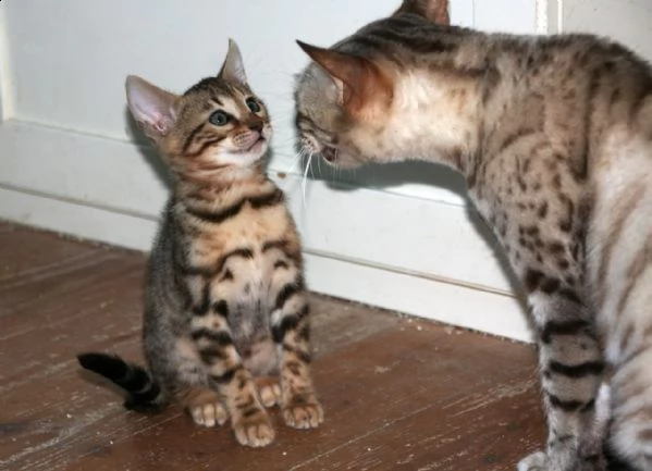 adorabili cuccioli bengala con gli occhi blu reale | Foto 0