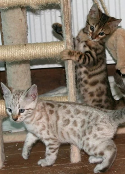 adorabili cuccioli bengala con gli occhi blu reale