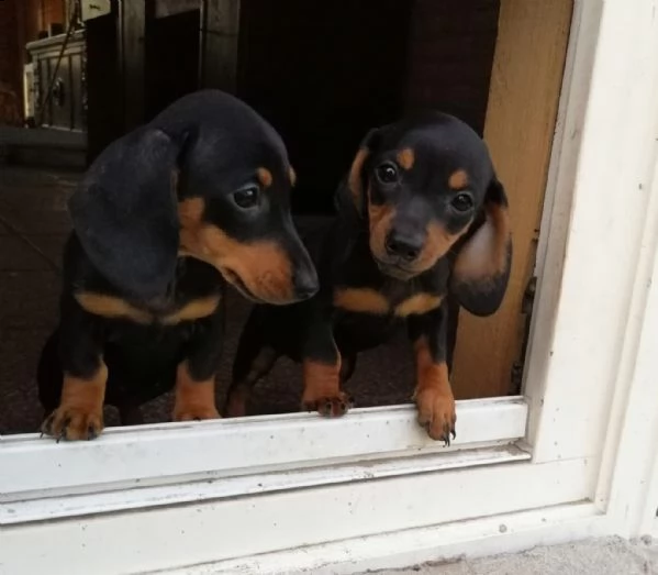 disponibili cuccioli bassotto pelo corto | Foto 0