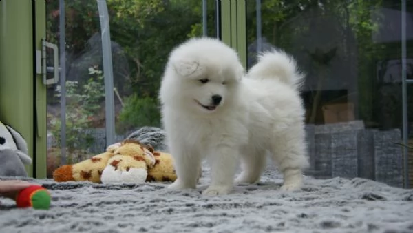 cucciole di samoiedo