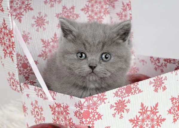 cuccioli british shorthair e longhair | Foto 2