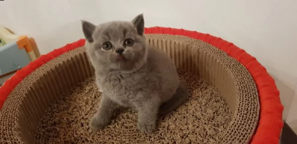 cuccioli british shorthair e longhair | Foto 1