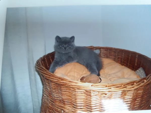 cuccioli british shorthair e longhair | Foto 0
