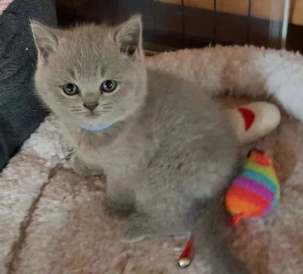 cuccioli british shorthair e longhair