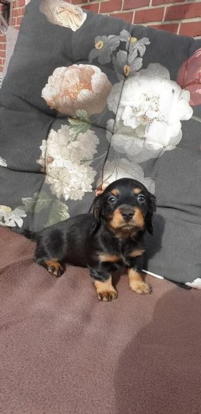 bassotti cuccioli nani e kaninchen