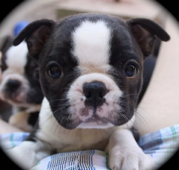 boston terrier cuccioli