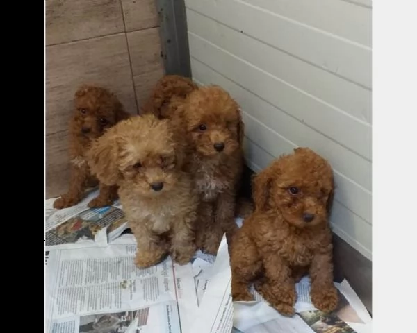 barboncini toy e nani italiani  | Foto 0