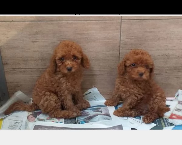 barboncini toy e nani italiani 