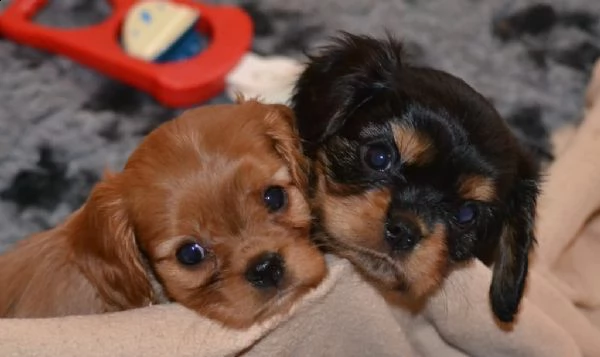 cuccioli di cavalier king