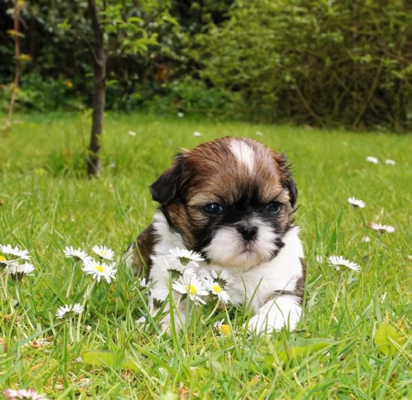 cuccioli shih-tzu | Foto 0