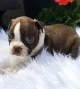 regalo cuccioli boston terrier
