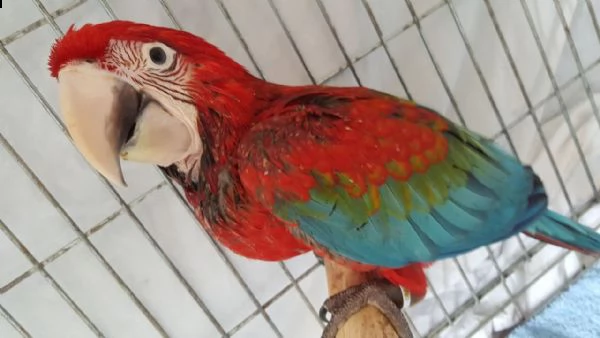 regalo pappagalli ara in cerca di nuove case