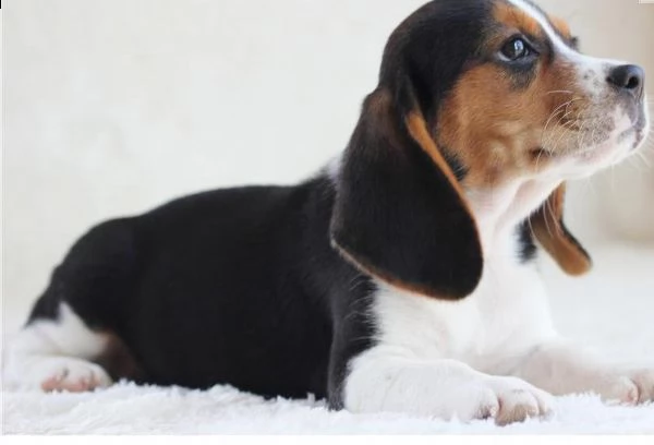 bellissimi cuccioli di beagle