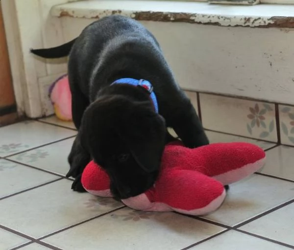 cuccioli di labrador retriever | Foto 1