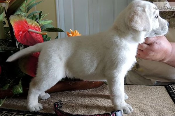 cuccioli di labrador retriever | Foto 0