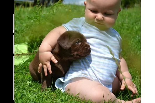 cuccioli di labrador retriever