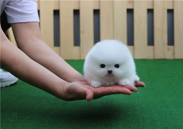 (due) *2* volpino pomerania cuccioli | Foto 2